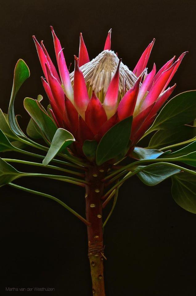 Franskraal B&B Gansbaai Bagian luar foto