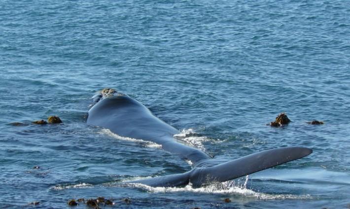 Franskraal B&B Gansbaai Bagian luar foto
